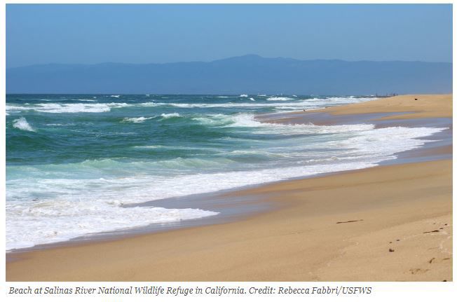 5. Salinas River National Wildlife Refuge: Solitude